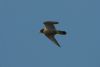Peregrine Falcon at Canvey Point (Richard Howard) (17443 bytes)